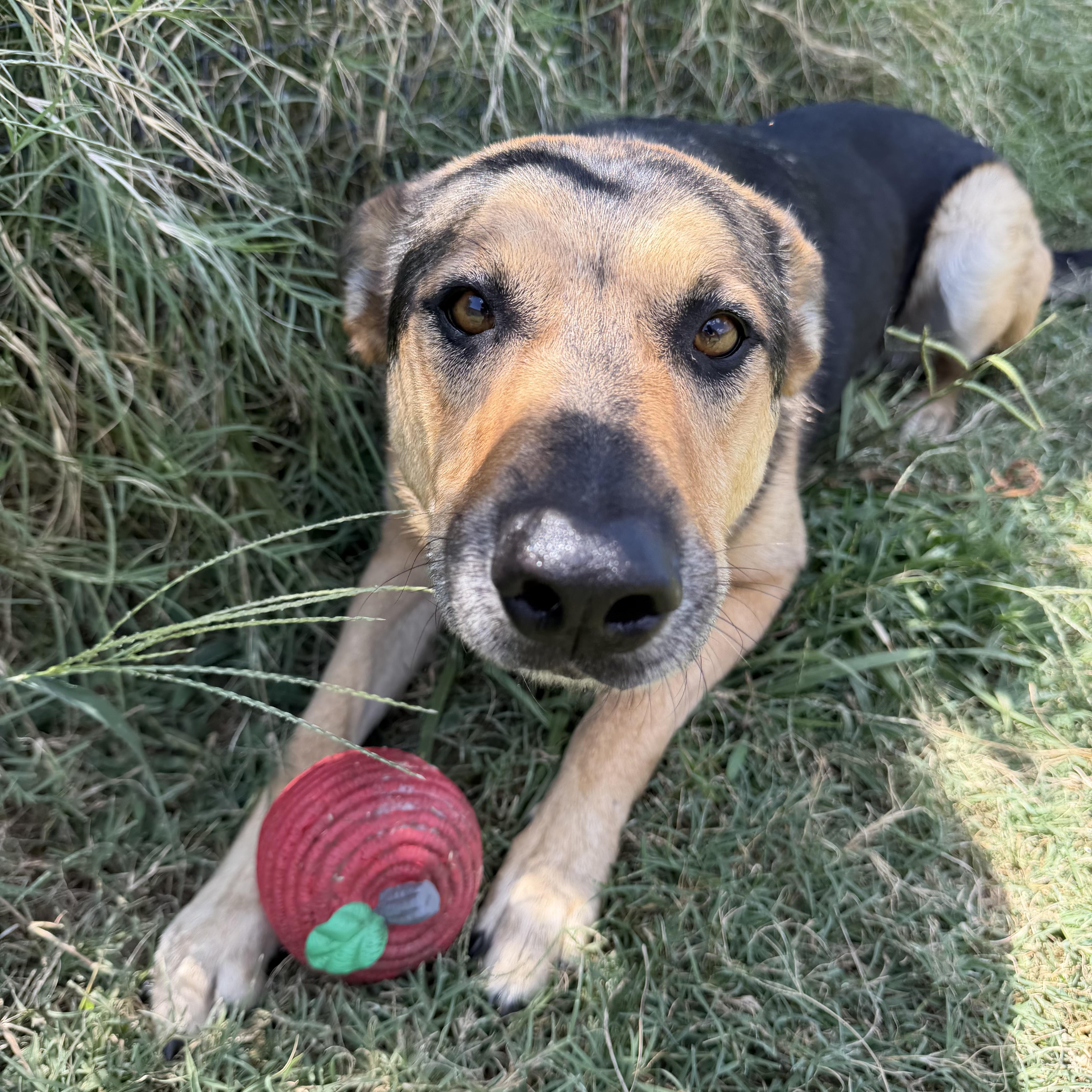 An adult large-sized male German Shepherd Dog dog named Duke for adoption in Colleyville, TX