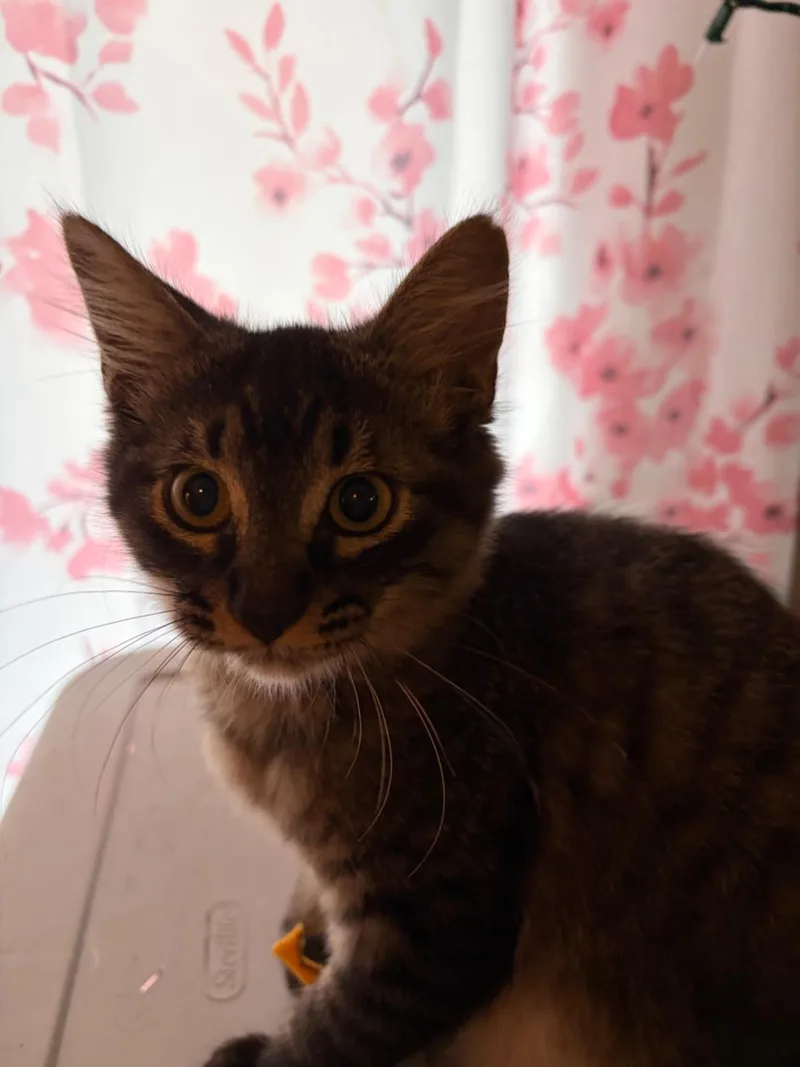 A baby medium-sized female Tabby cat named Lily FFC for adoption in Omaha, NE