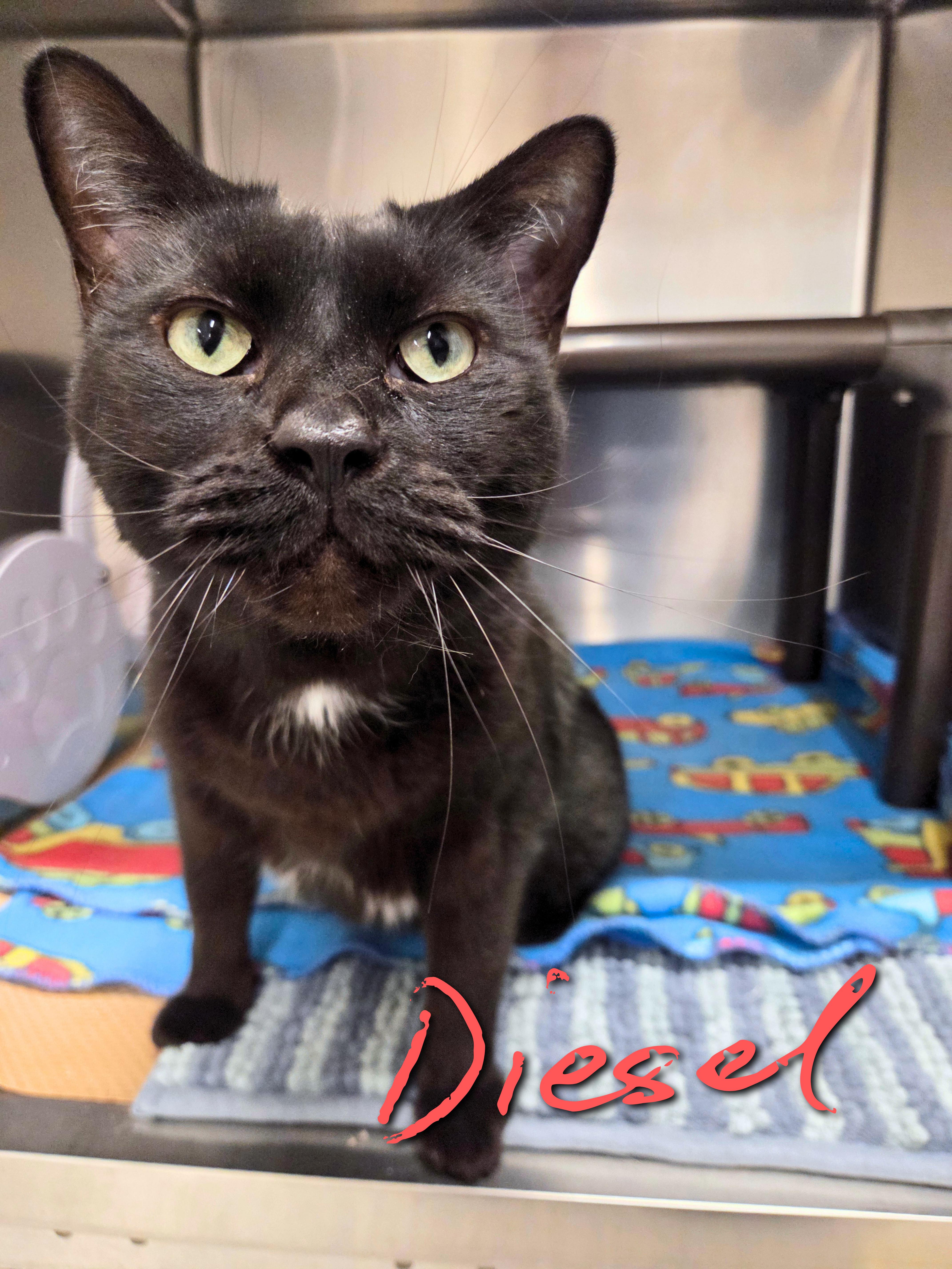A senior medium-sized male Black Domestic Short Hair cat named Diesel for adoption in Nevada, IA