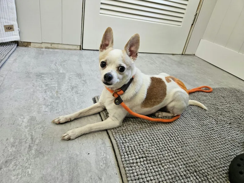 An adult small-sized female Chihuahua dog named Silvie for adoption in China Township, MI