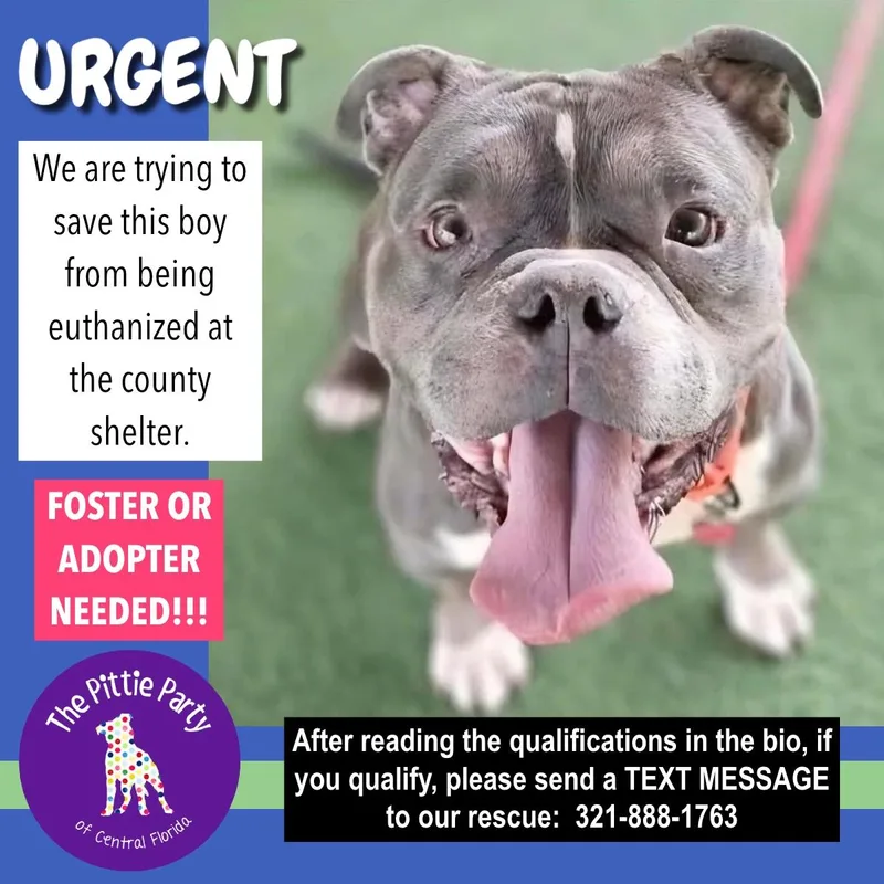 An adult medium-sized male Gray / Blue / Silver American Bully dog named Dilbert for adoption in Kissimmee, FL