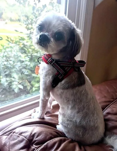 Tommy