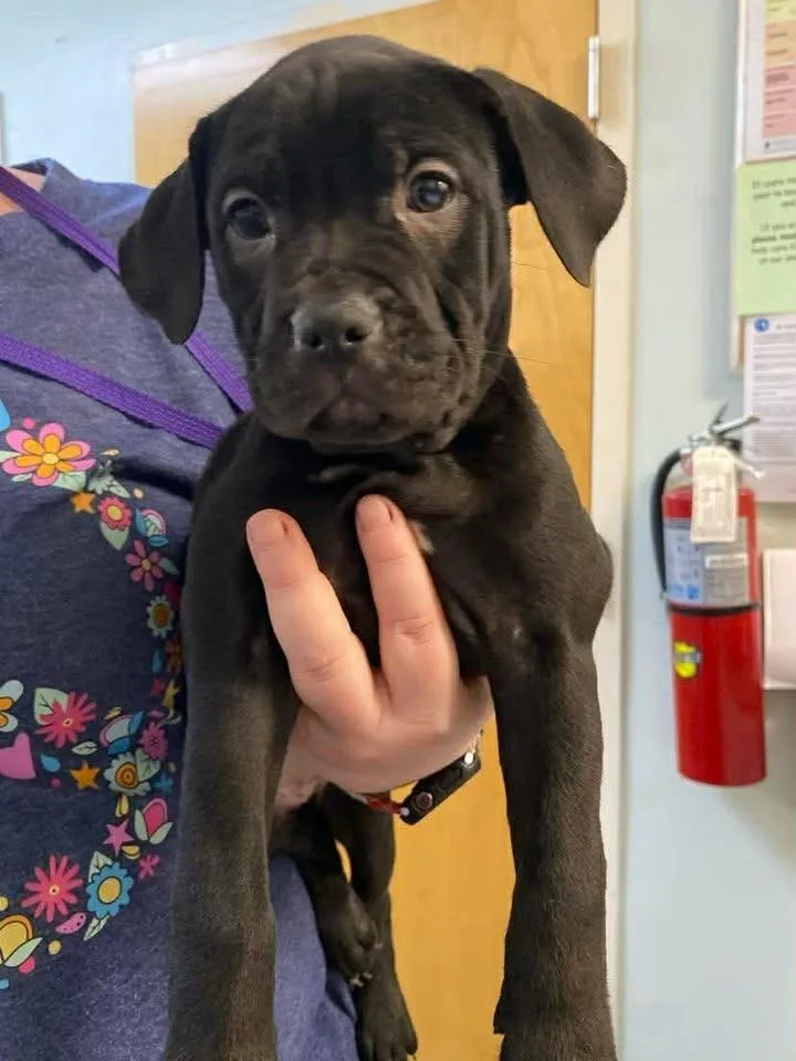 A baby small-sized female Mixed Breed dog named Mualani for adoption in Ocala, FL