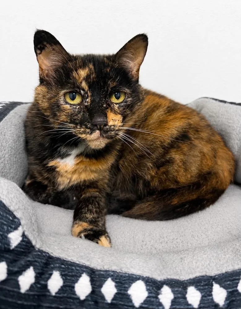An adult medium-sized female Domestic Short Hair cat named Riya for adoption in Evansville, IN