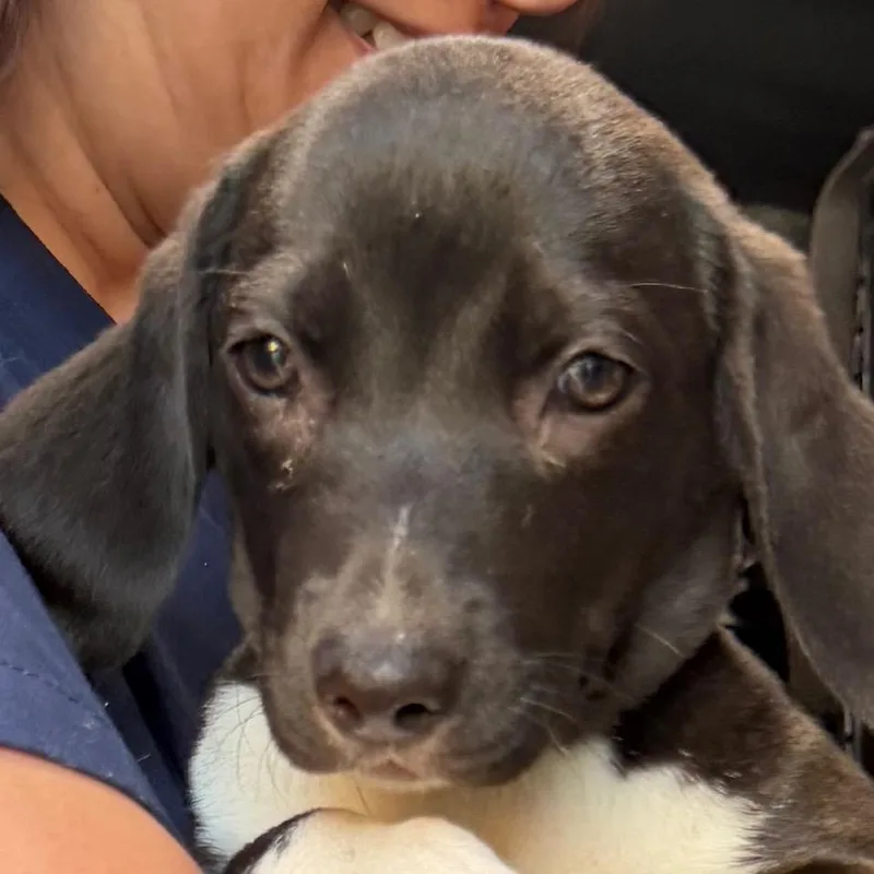 A baby small-sized female Black Beagle dog named Daisy for adoption in Aledo, TX