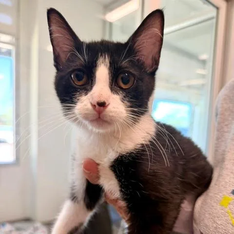 A baby small-sized female Black Domestic Short Hair cat named Baja Blast for adoption in Phoenix, AZ