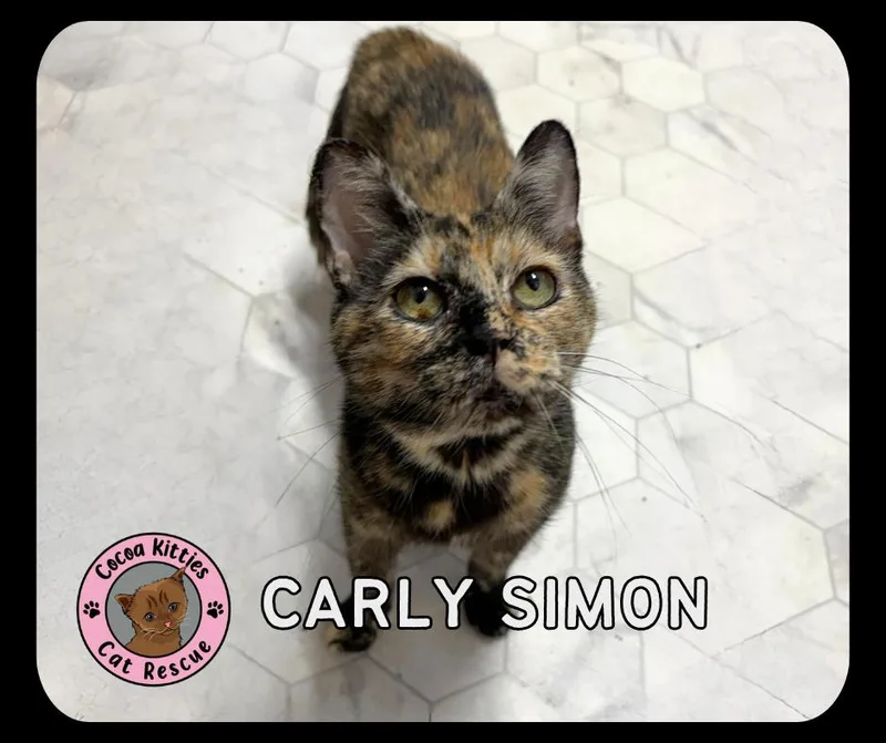 A young medium-sized female Domestic Short Hair cat named Carly Simon for adoption in Hershey, PA