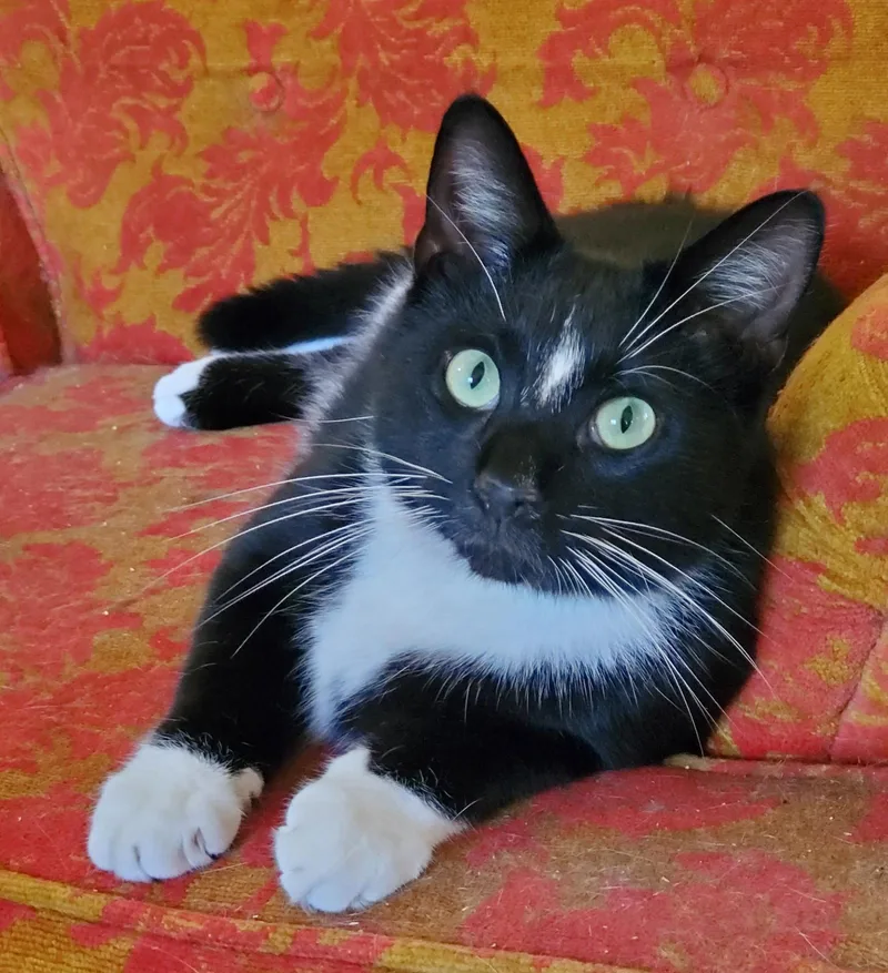 An adult medium-sized male Black & White / Tuxedo Domestic Short Hair cat named Noah Bonded with for adoption in Camden, TN