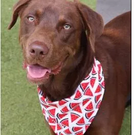 An adult medium-sized male Brown / Chocolate Mixed Breed dog named Copper for adoption in Westhampton, NY