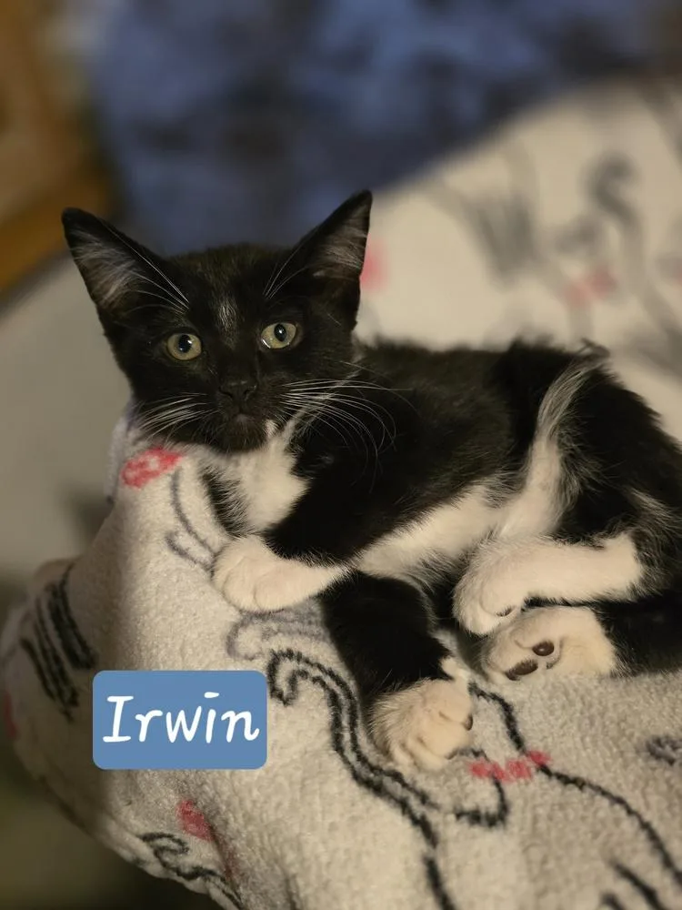 A baby small-sized male Domestic Short Hair cat named Irwin for adoption in Metamora, IL