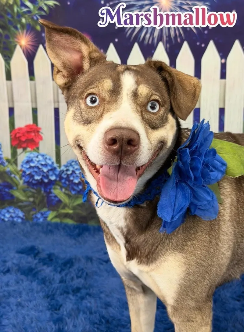 An adult medium-sized female Yellow / Tan / Blond / Fawn Mixed Breed dog named Marshmallow for adoption in Flint, MI