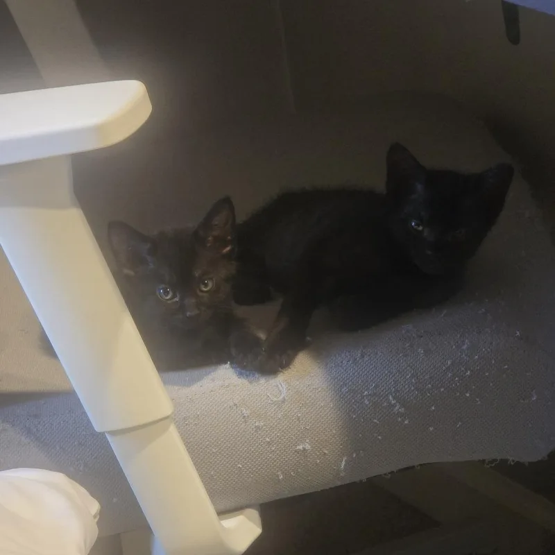 A baby small-sized female Black Domestic Short Hair cat named Chicha for adoption in Memphis, TN