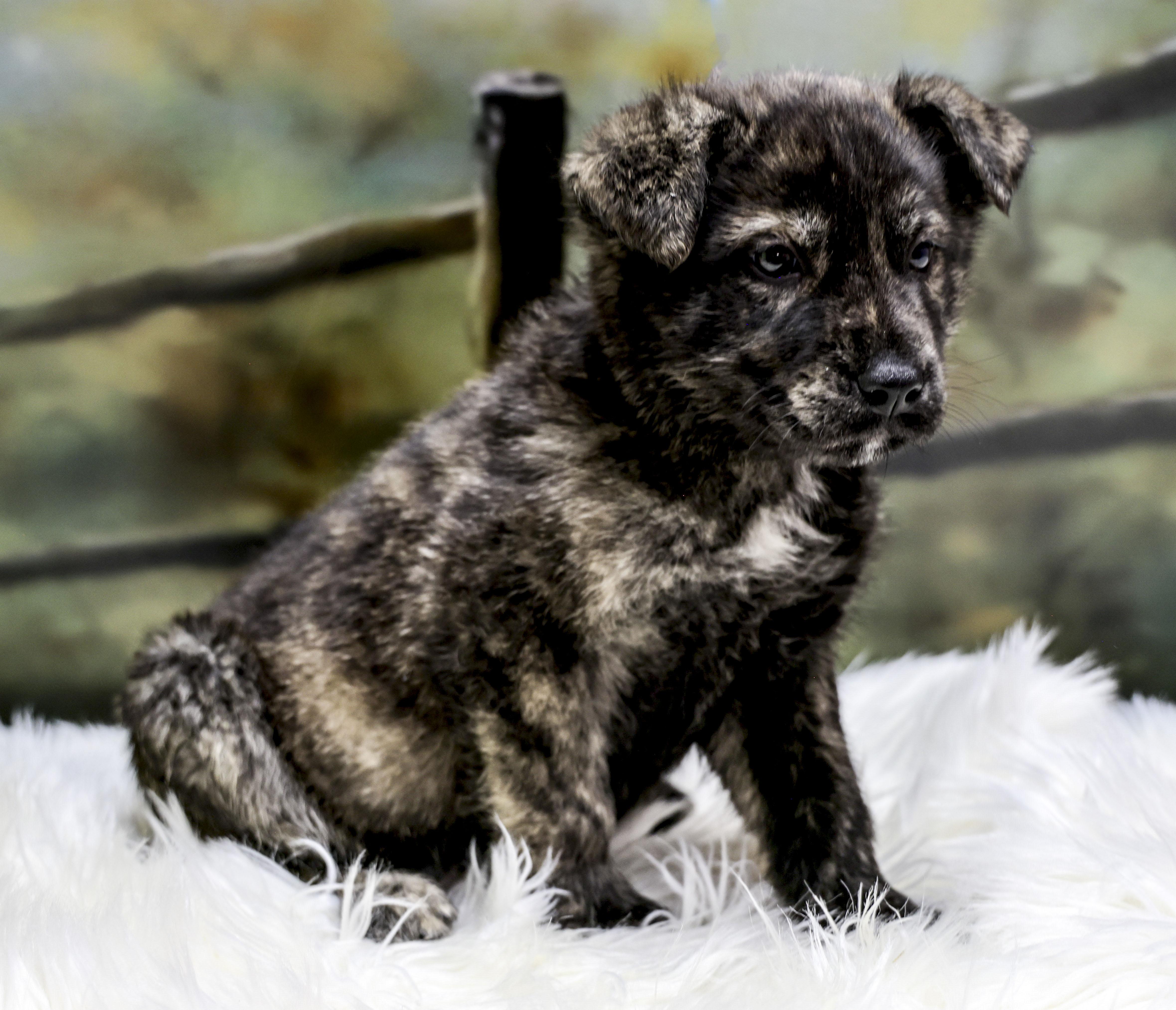 The Beautiful Brindles  thumbnail 2