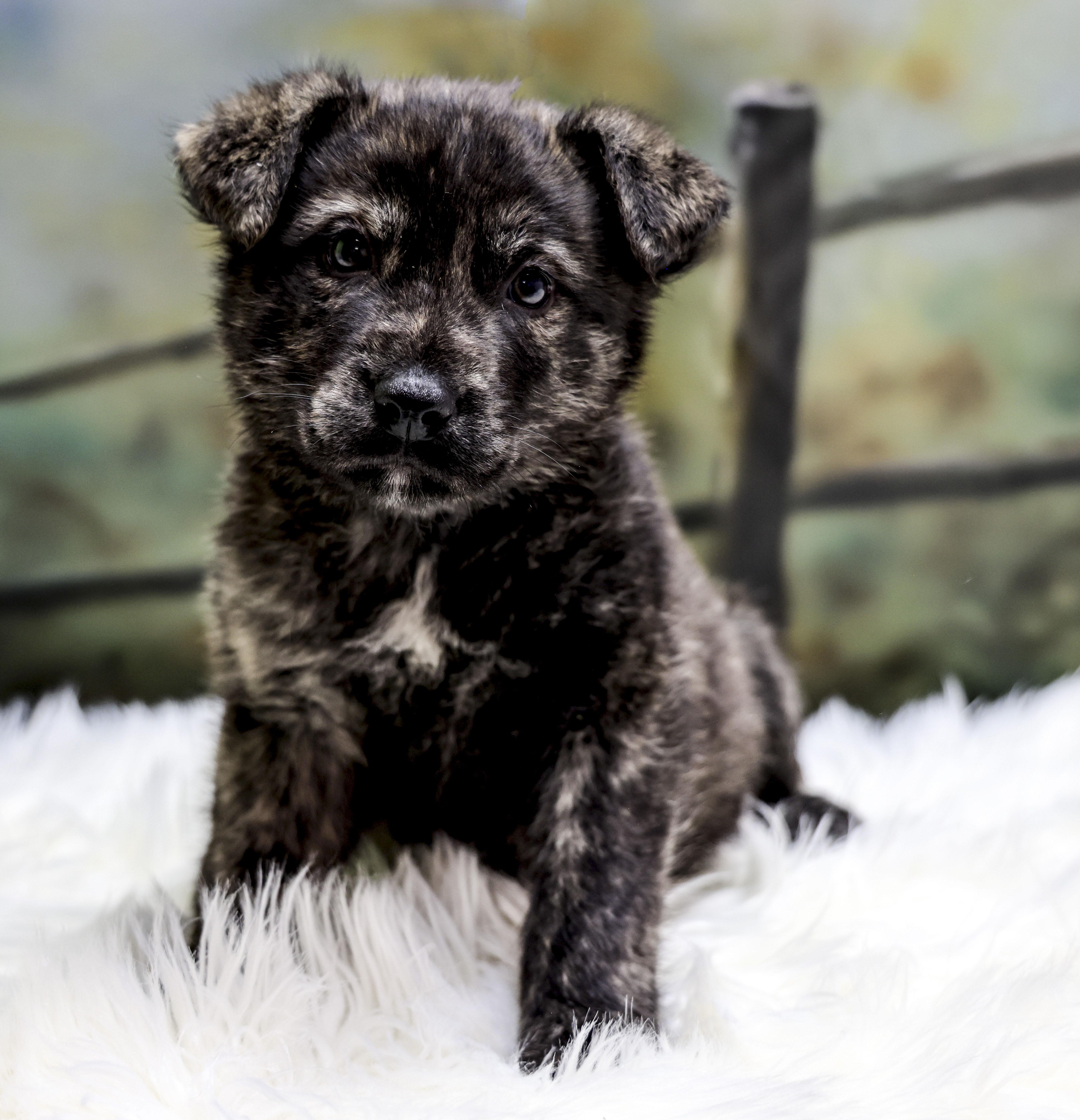 A baby medium-sized male Brindle Mixed Breed dog named The Beautiful Brindles for adoption in Casa Grande, AZ