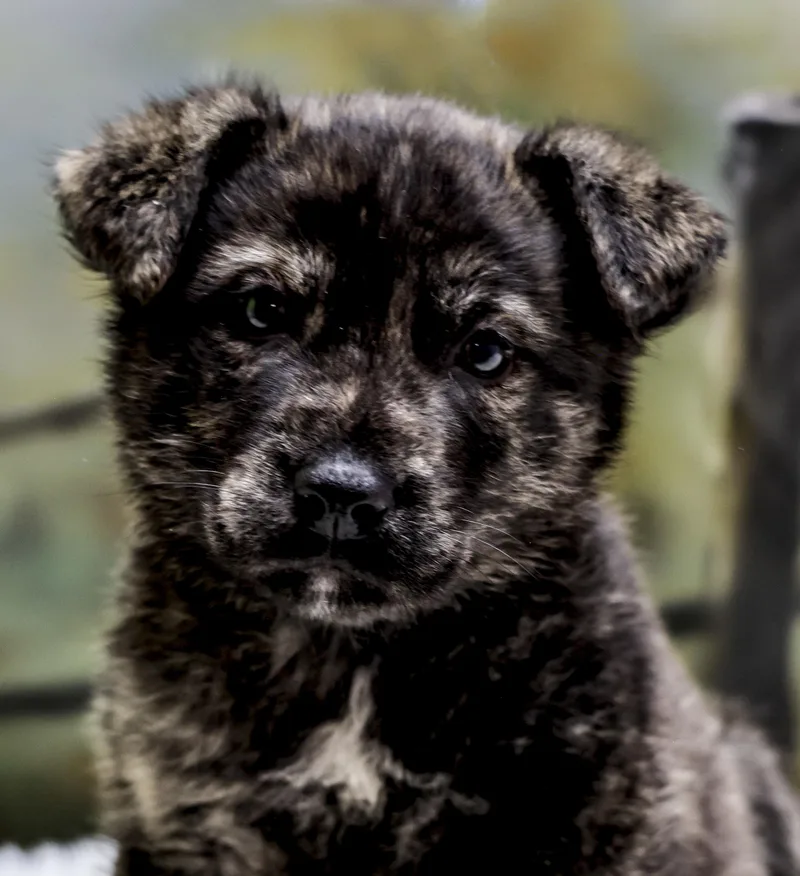 The Beautiful Brindles  thumbnail 3