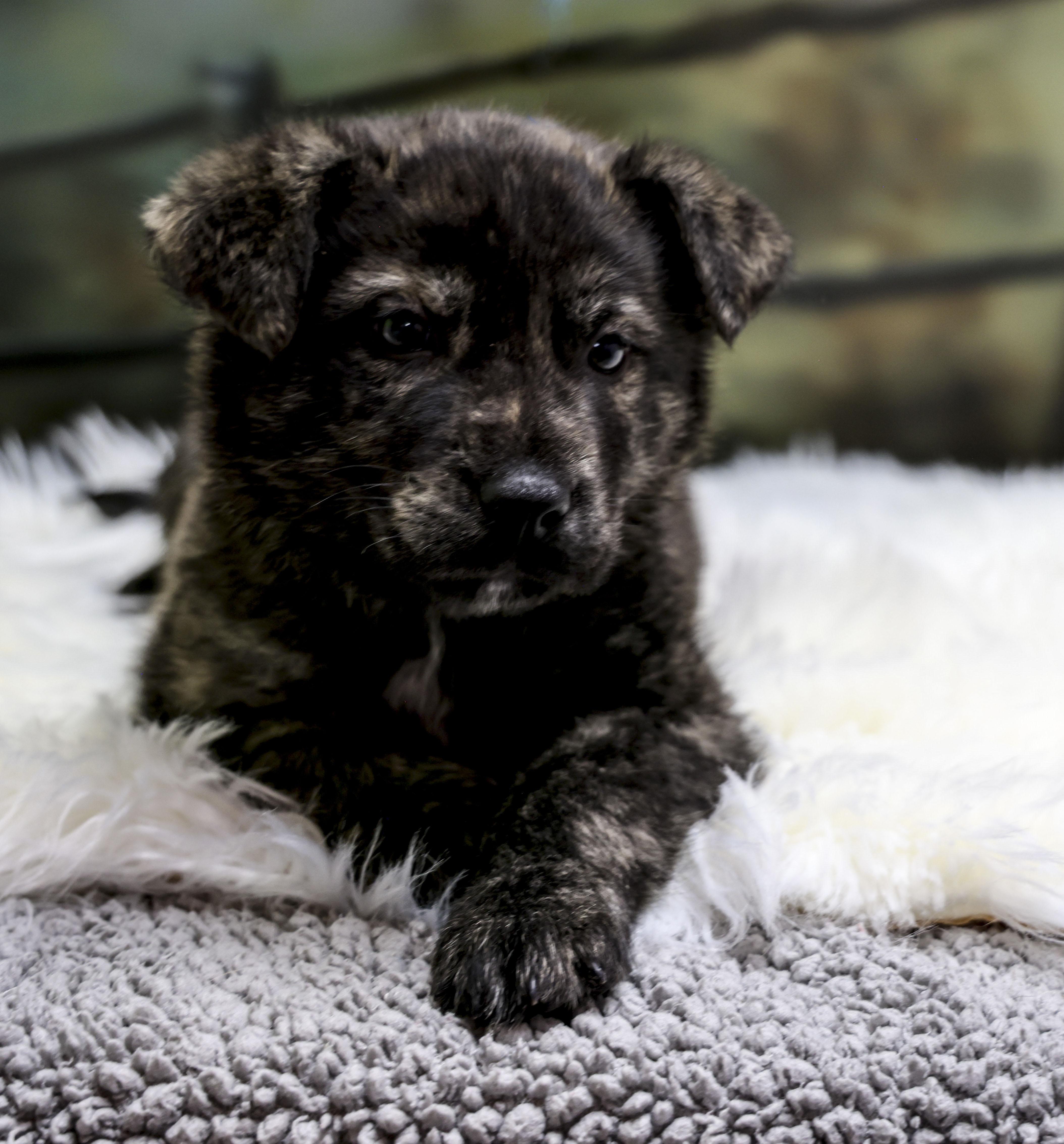 The Beautiful Brindles  thumbnail 4