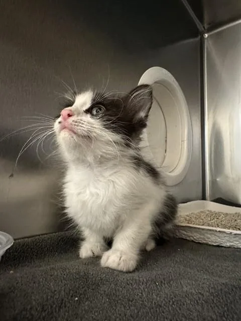 A baby small-sized female Domestic Short Hair cat named Cher for adoption in Riverside, CA