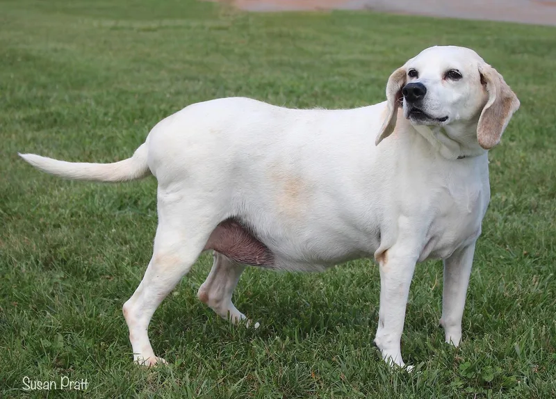 Biscuit