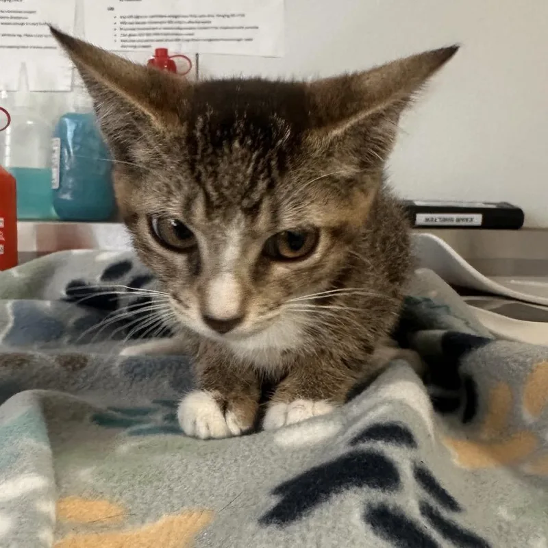 A baby small-sized female Brown / Chocolate Domestic Short Hair cat named Mini for adoption in Lakeland, FL
