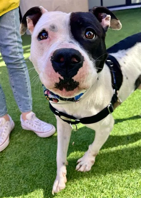 An adult medium-sized male Pit Bull Terrier dog named Beanie for adoption in San Francisco, CA
