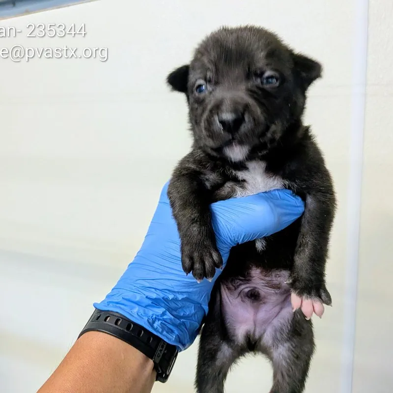 A young small-sized male Brown / Chocolate Shepherd dog named Ryan for adoption in Edinburg, TX