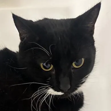 Sea Angel thumbnail 3