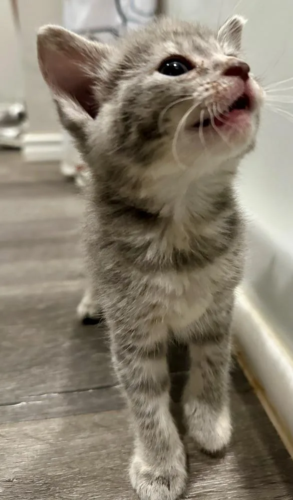 A baby small-sized male Gray / Blue / Silver Domestic Short Hair cat named Rigatoni for adoption in Shawnee, OK