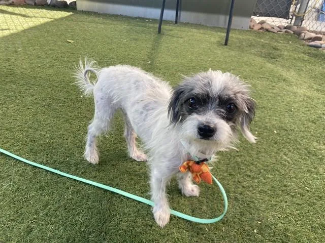 A young small-sized female Cairn Terrier dog named Kit Kat for adoption in Phoenix, AZ