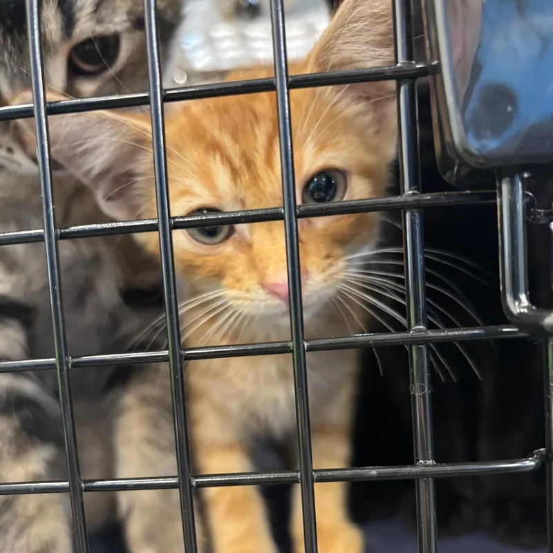 A baby small-sized male Orange / Red Domestic Short Hair cat named Tomato for adoption in Montgomery, AL