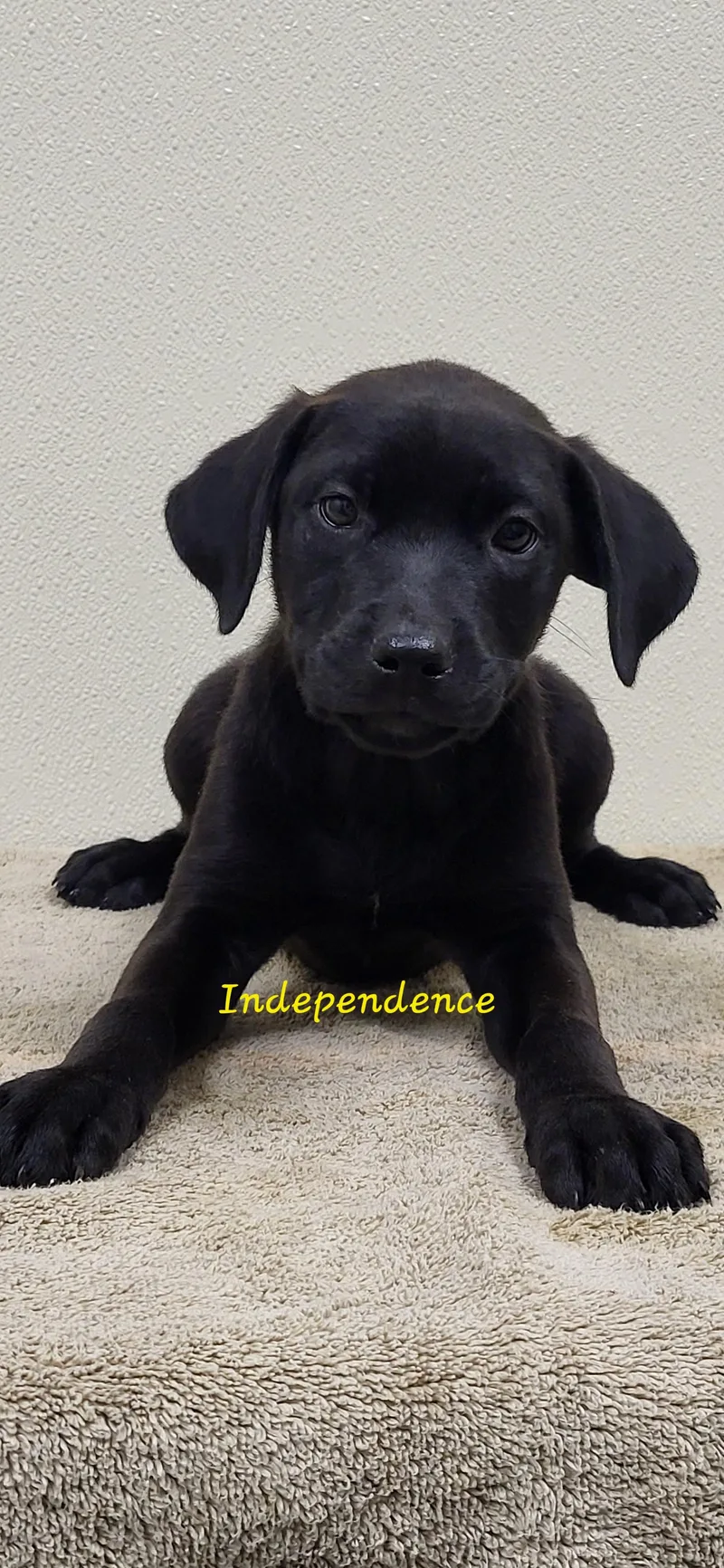A baby large-sized female Black Labrador Retriever dog named Independence for adoption in Marion, MS