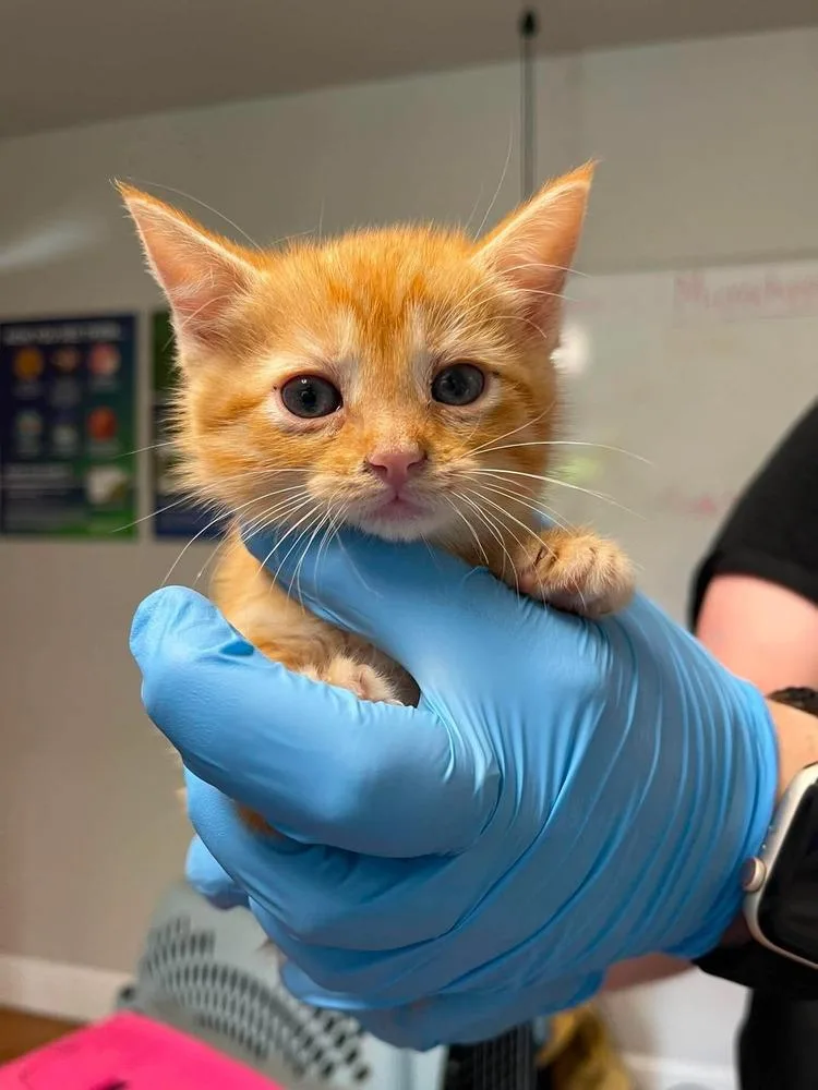A baby small-sized female Domestic Short Hair cat named Saturday for adoption in Bolivar, MO
