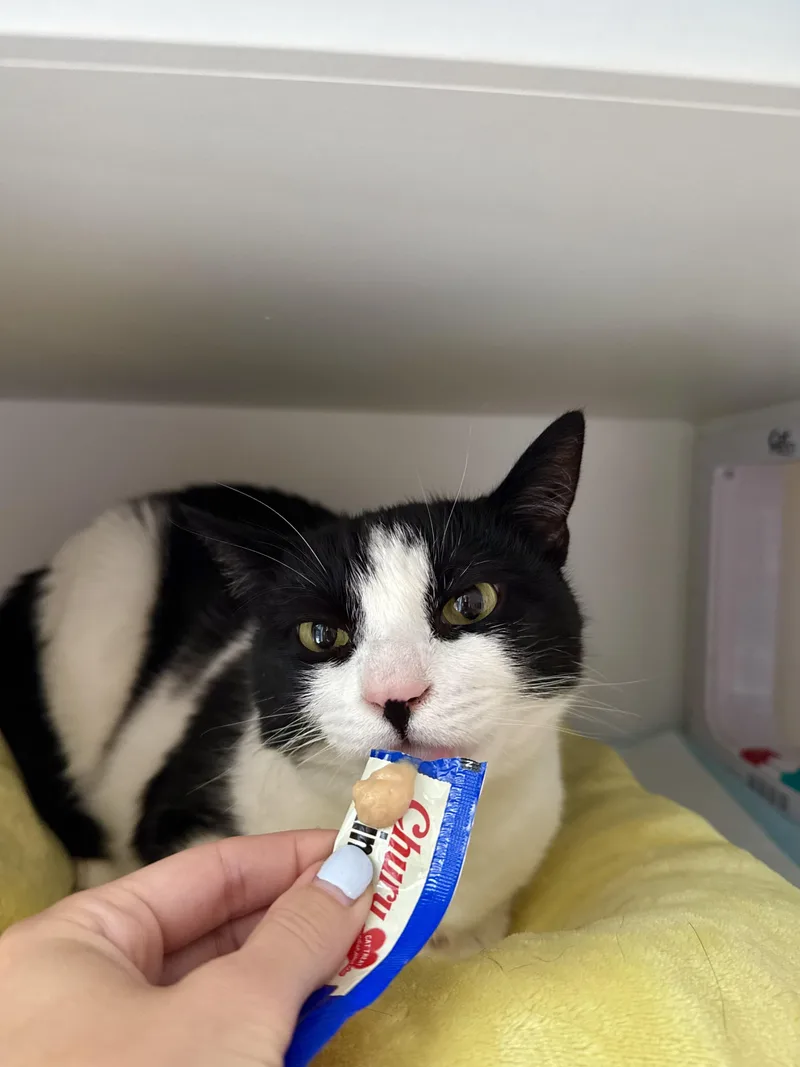Domino