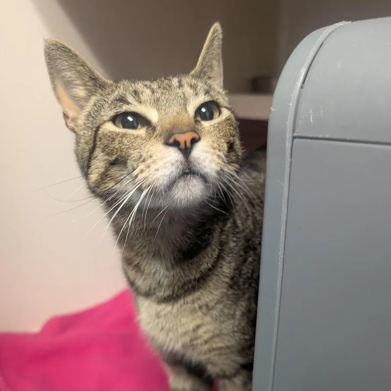 An adult medium-sized female Black Domestic Short Hair cat named Sawyer for adoption in Watertown, NY