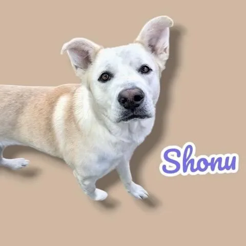 An adult medium-sized male White / Cream Yellow Labrador Retriever dog named Shonu for adoption in Scottsdale, AZ