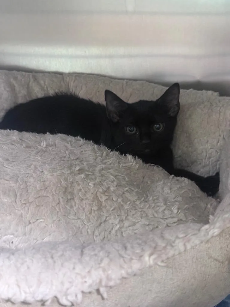 A baby medium-sized female Domestic Short Hair cat named Nyx for adoption in Waverly, TN