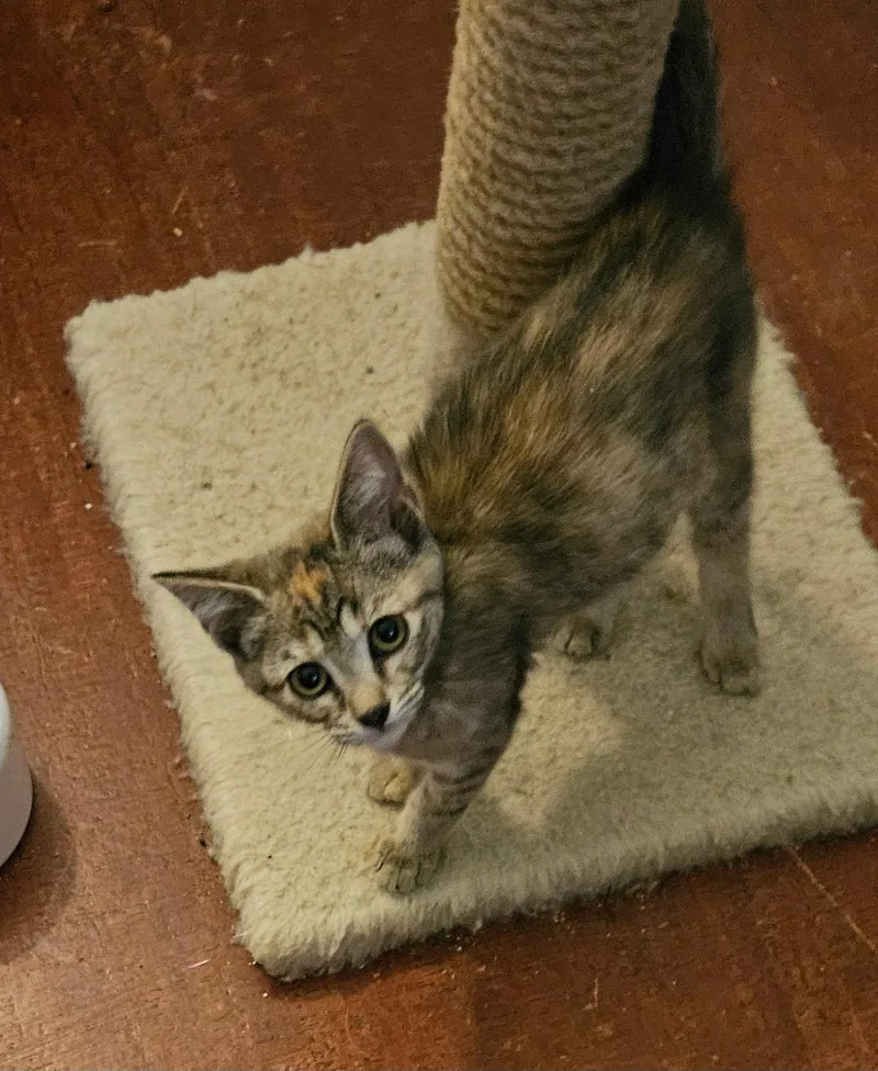 A baby medium-sized female Calico cat named Posey for adoption in Albuquerque, NM