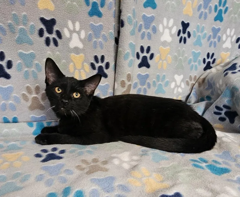 A baby medium-sized male Domestic Short Hair cat named Ted for adoption in Wabash, IN