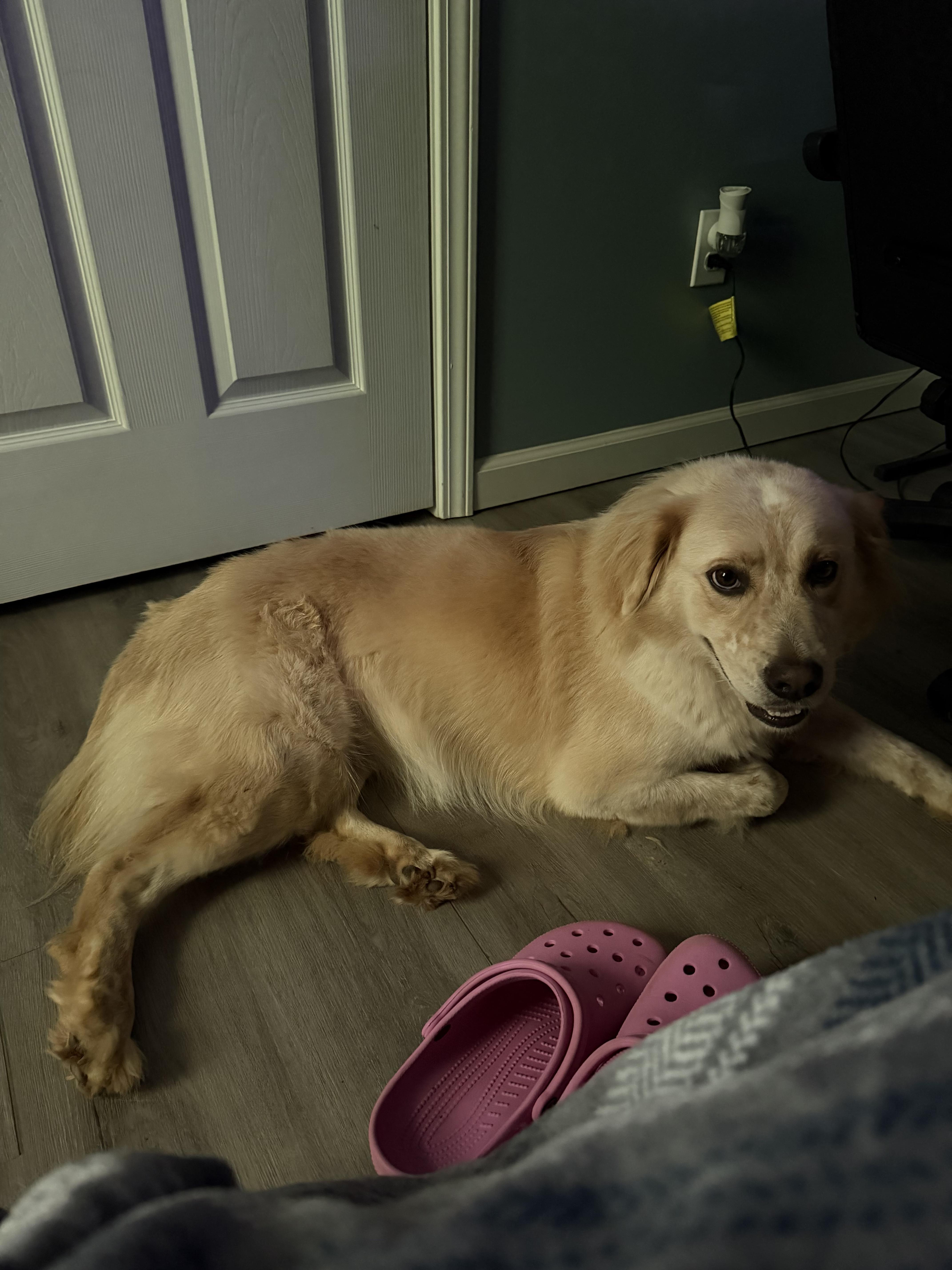 A young medium-sized female Collie dog named Betty for adoption in Pembroke, MA