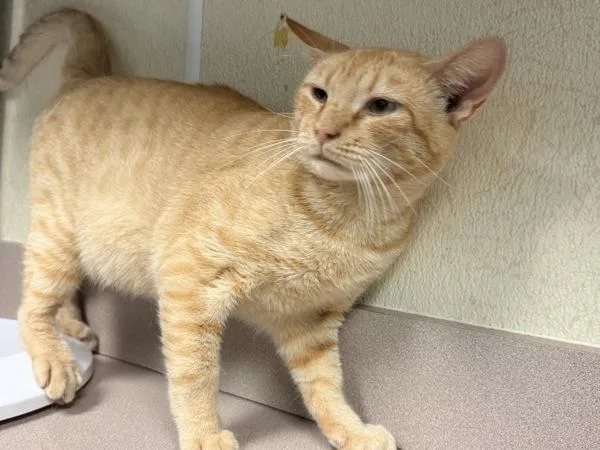 An adult small-sized male Domestic Short Hair cat named Big Troy for adoption in Salisbury, MD