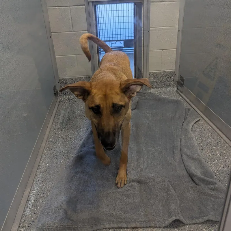 An adult large-sized male Yellow / Tan / Blond / Fawn German Shepherd Dog dog named Danny for adoption in Charlottesville, VA