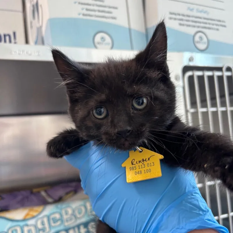 A baby small-sized male Black Domestic Short Hair cat named Kinger for adoption in Springfield, MA