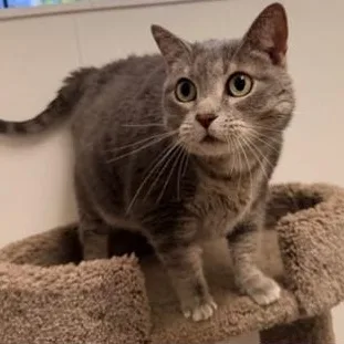 An adult medium-sized female Tabby (Gray / Blue / Silver) Domestic Short Hair cat named Dolores for adoption in St. Augustine, FL