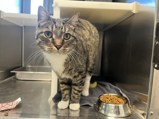 An adult medium-sized male Domestic Short Hair cat named Tiger for adoption in Colorado Springs, CO