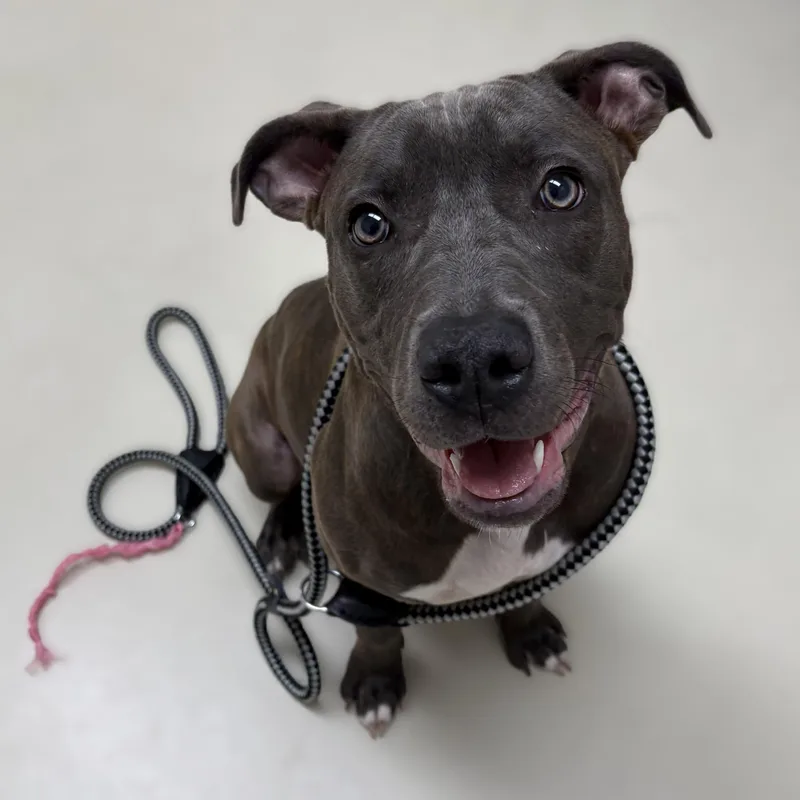 A baby medium-sized female Gray / Blue / Silver Pit Bull Terrier dog named Canela for adoption in Columbia, MD