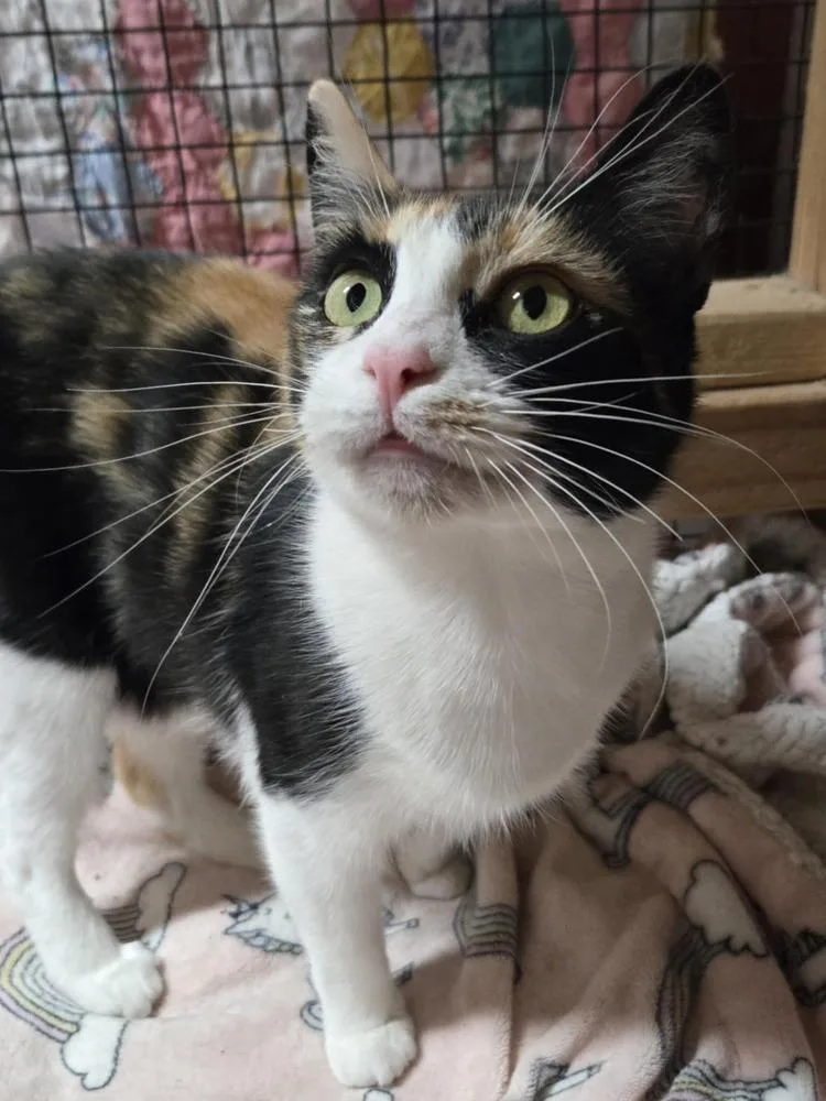 An adult medium-sized female Orange & White Domestic Short Hair cat named Gia for adoption in Salinas, CA