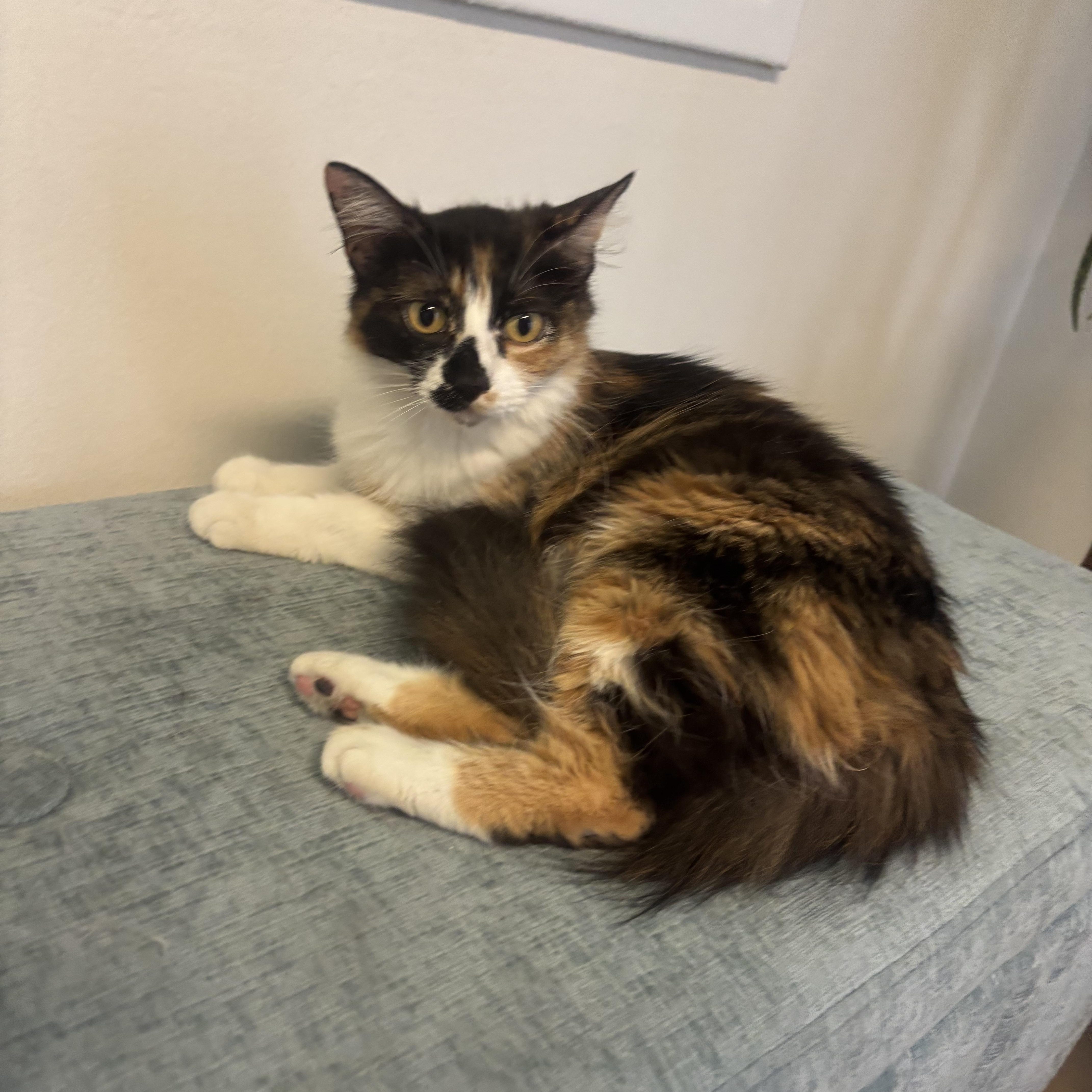 An adult medium-sized female Calico Calico cat named Patches for adoption in Whittier, CA