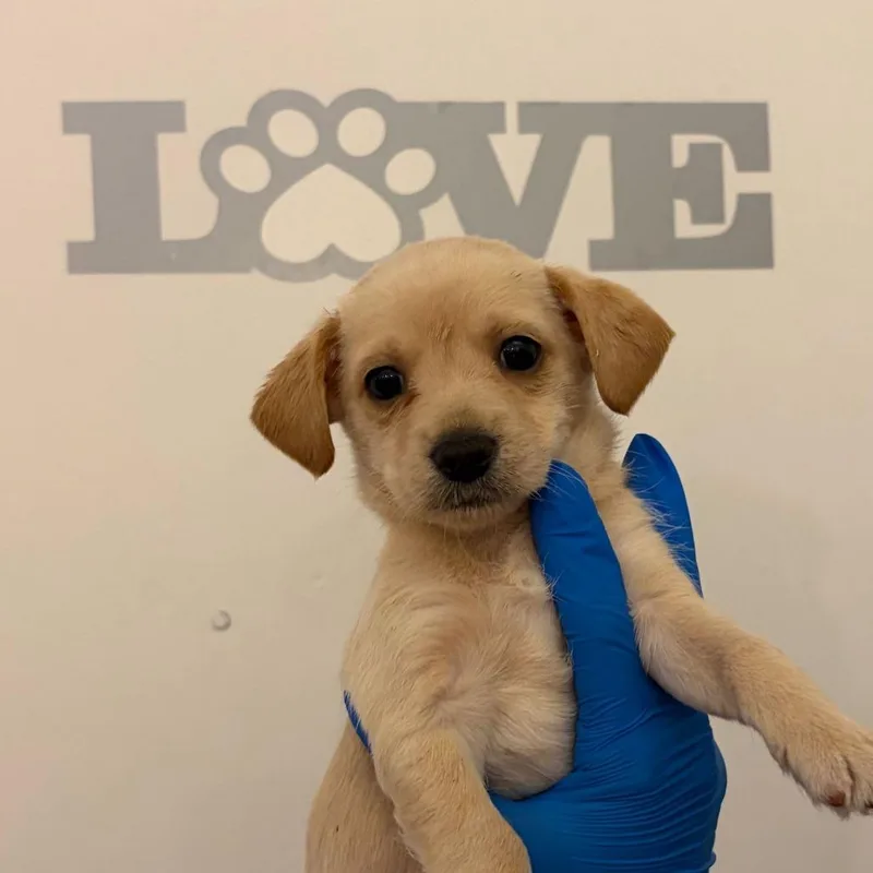 A baby small-sized female White / Cream Labrador Retriever dog named Sammy for adoption in Edinburg, TX