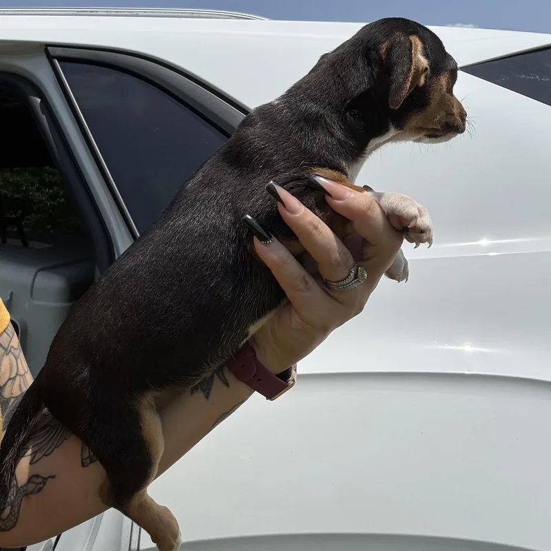 A baby small-sized female Black Chiweenie dog named Mora for adoption in Crosby, TX