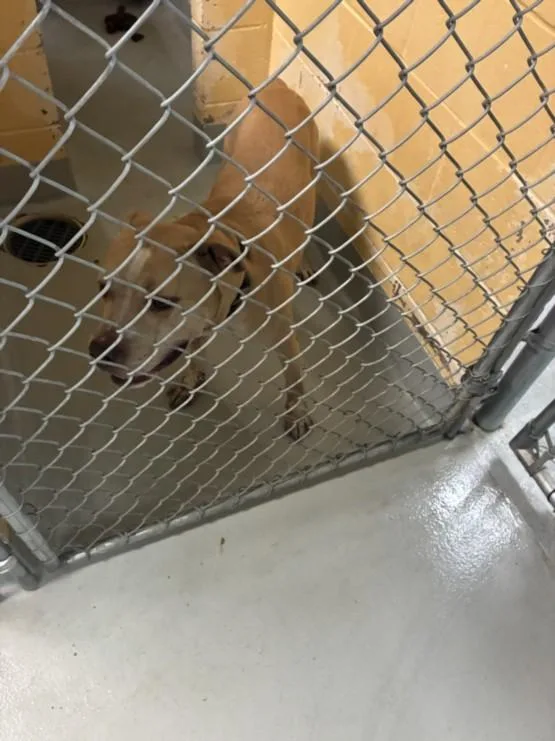 An adult large-sized male Pit Bull Terrier dog named Alligator for adoption in Tulsa, OK