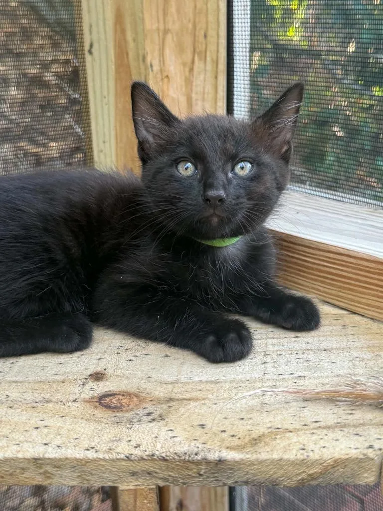 A baby medium-sized male Domestic Short Hair cat named Gideon for adoption in Hoover , AL